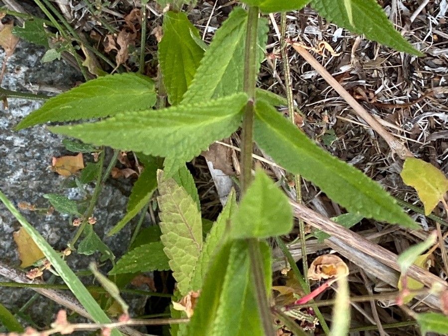 Stachys palustris leaf