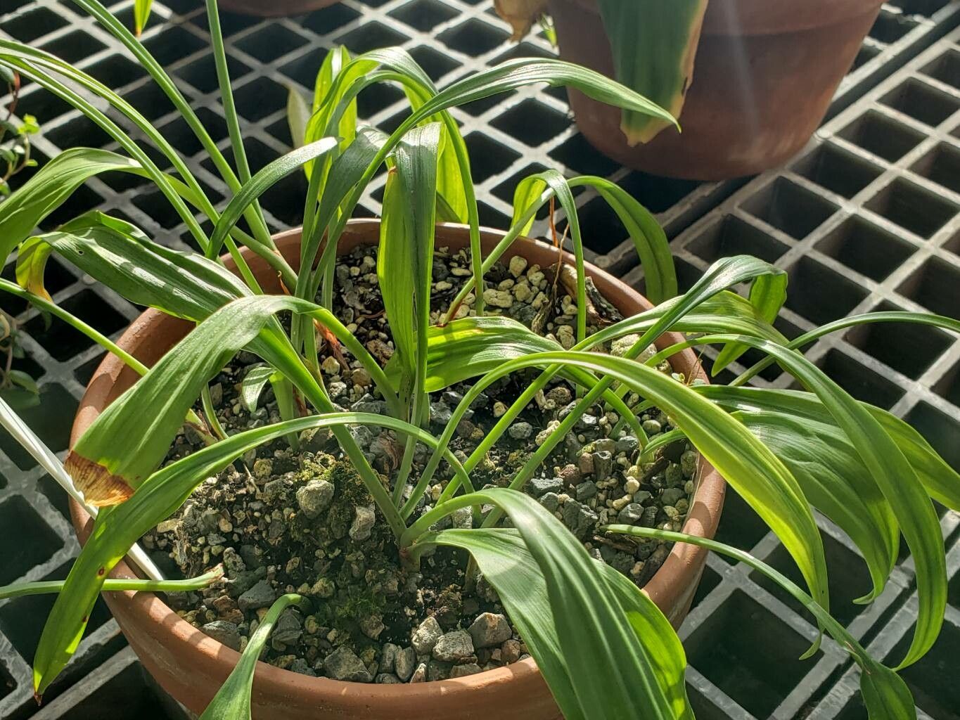 Urceolina candida habit