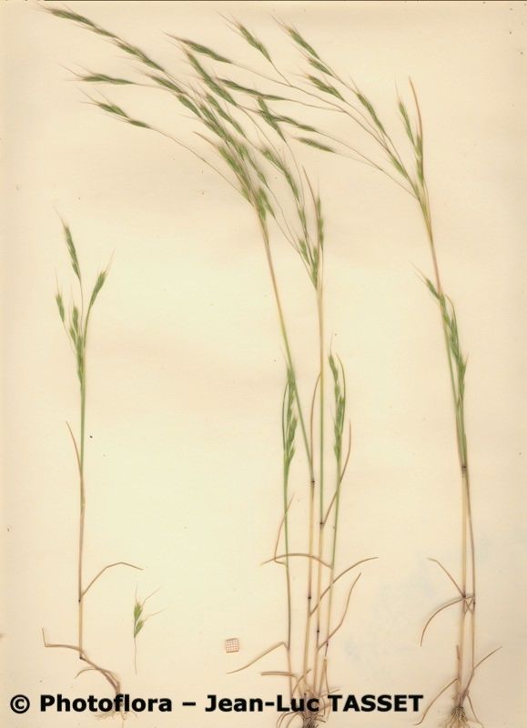 Ventenata dubia habit