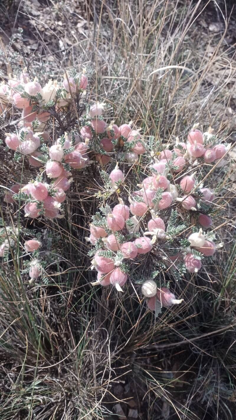 Astragalus clusianus fruit