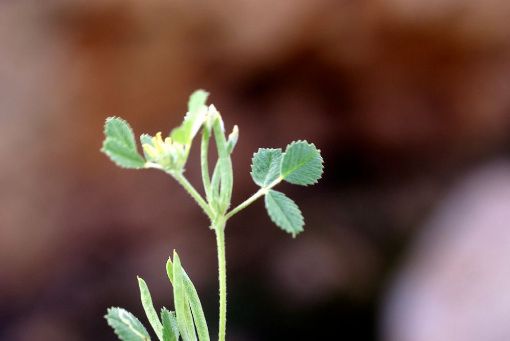 Medicago polyceratia other