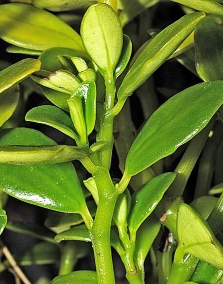 Peperomia urvilleana — pet friendly houseplant