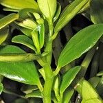 Peperomia urvilleana