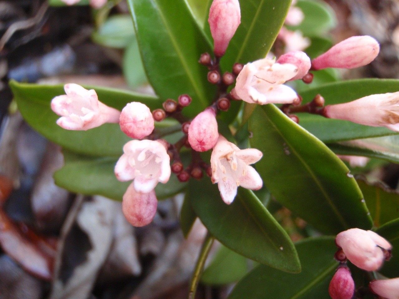 Psychotria pininsularis — houseplant care guide