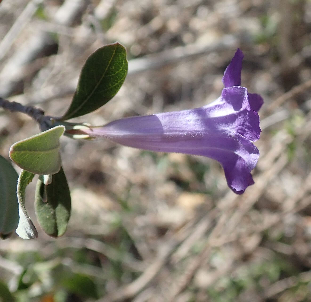 Ruellia detonsa — search result for 'Ruellia'