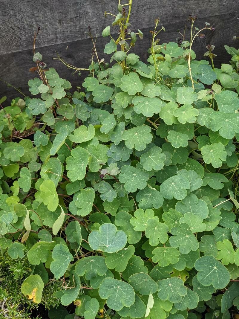 Tropaeolum tuberosum leaf