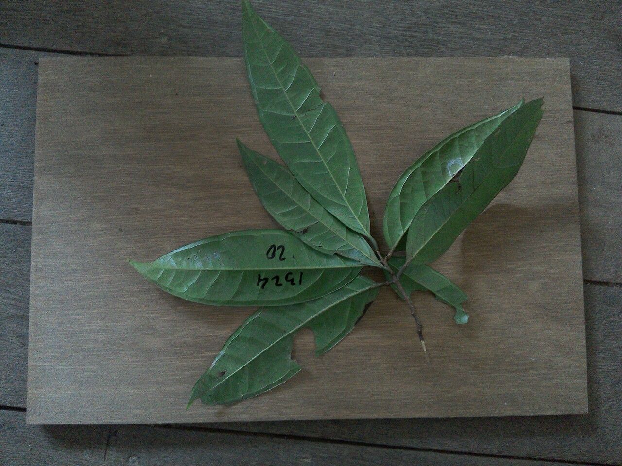 Myrcia subobliqua leaf