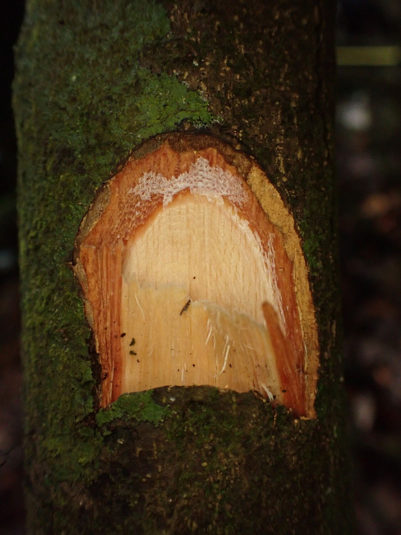 Englerophytum laurentii bark