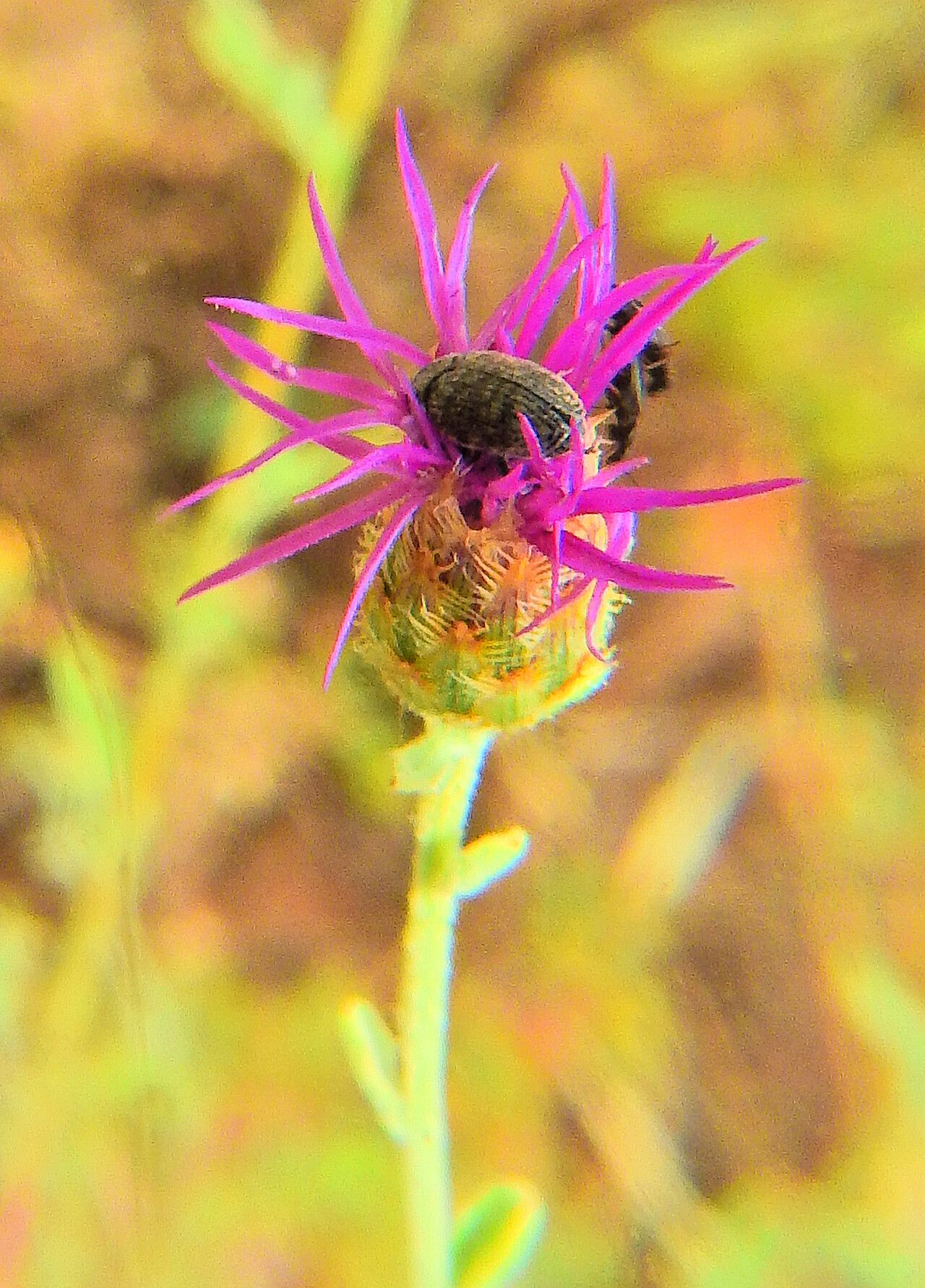 Centaurea affinis flower