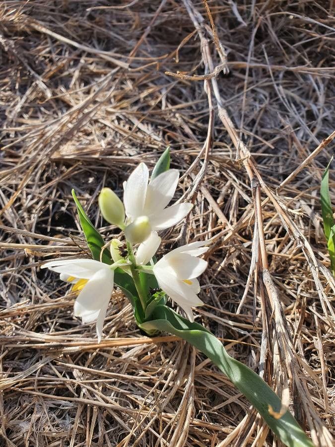 Chlorophytum tuberosum flower