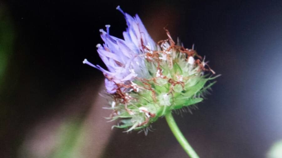 Jasione laevis flower