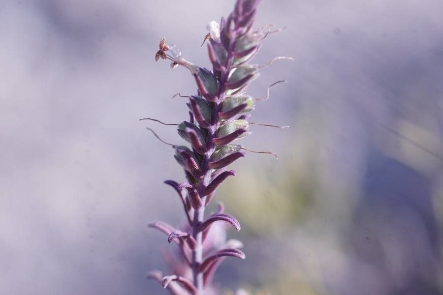 Odontites vernus leaf