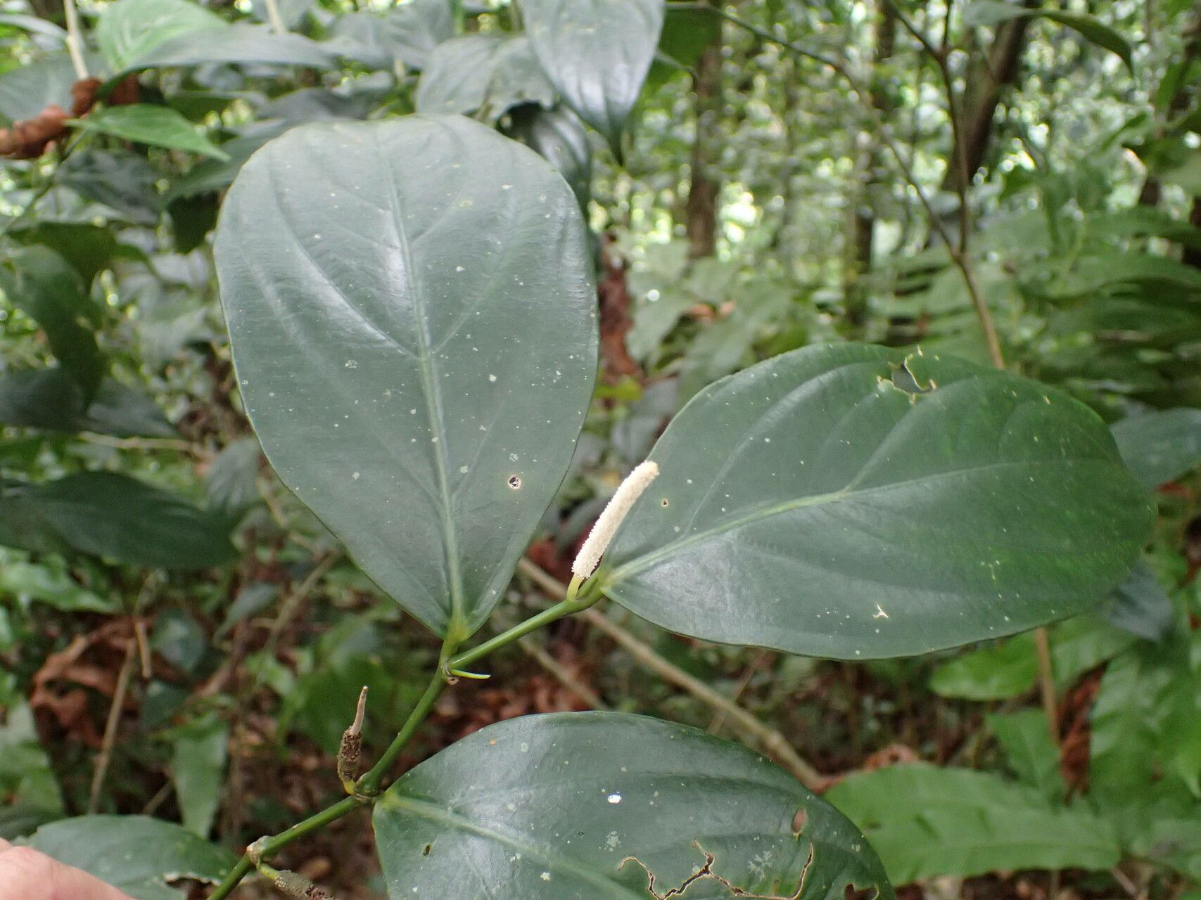 Piper aequale leaf