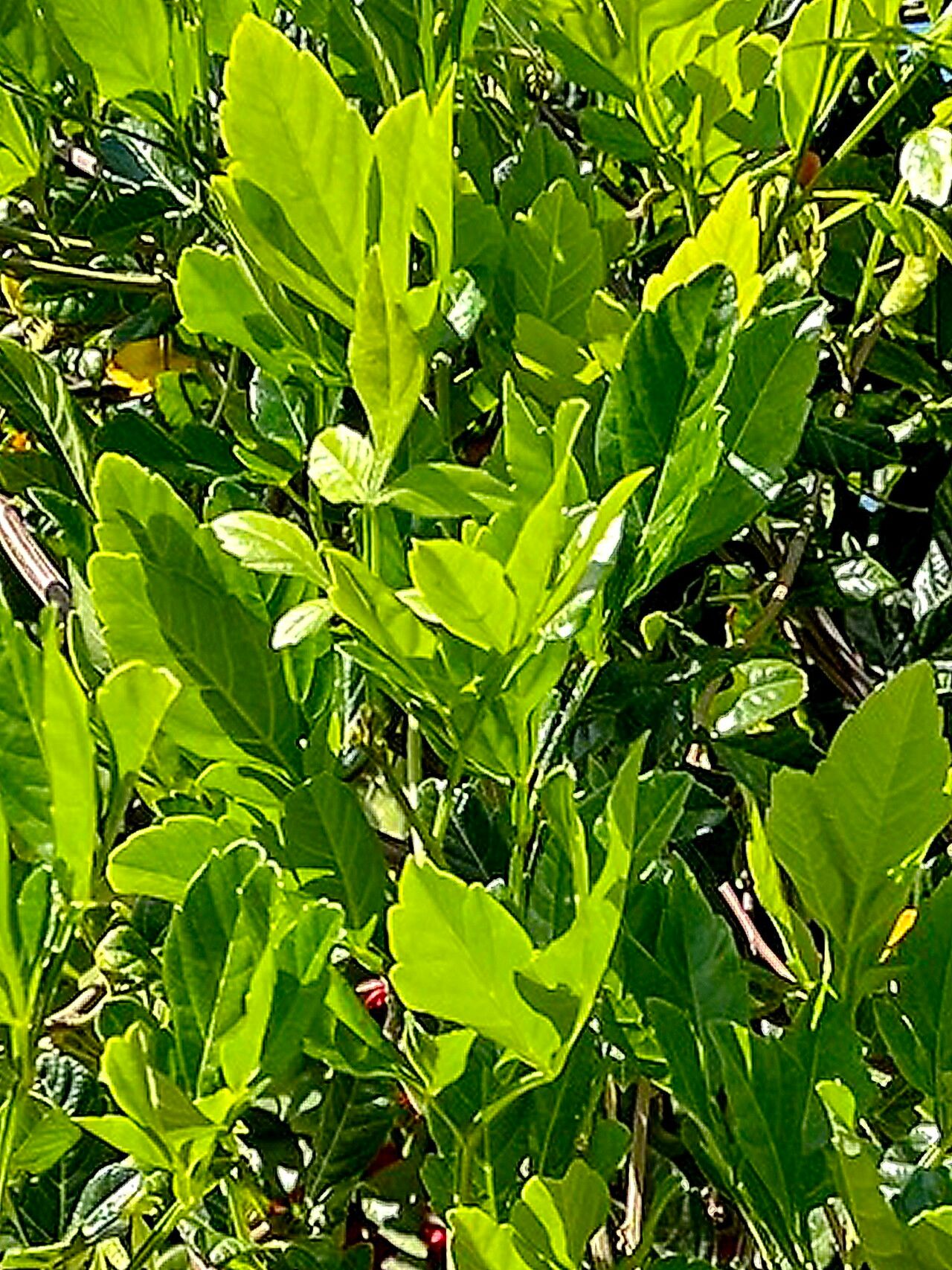 Paullinia fuscescens — search result for 'Paullinia'