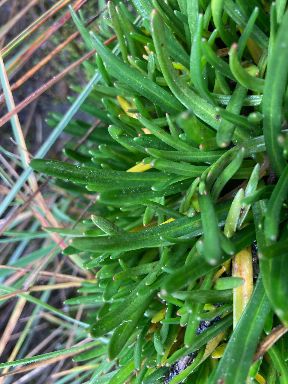 Calandrinia acaulis leaf