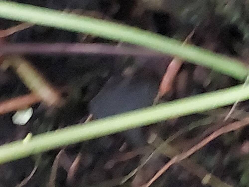 Microsorum maximum bark