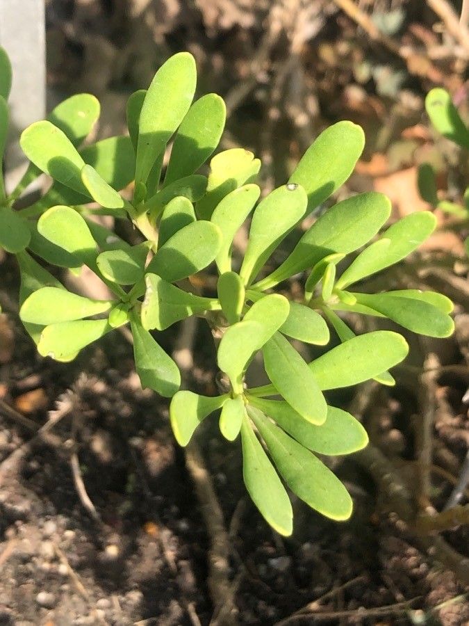 Iberis semperflorens — search result for 'Iberis'