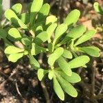 Iberis semperflorens