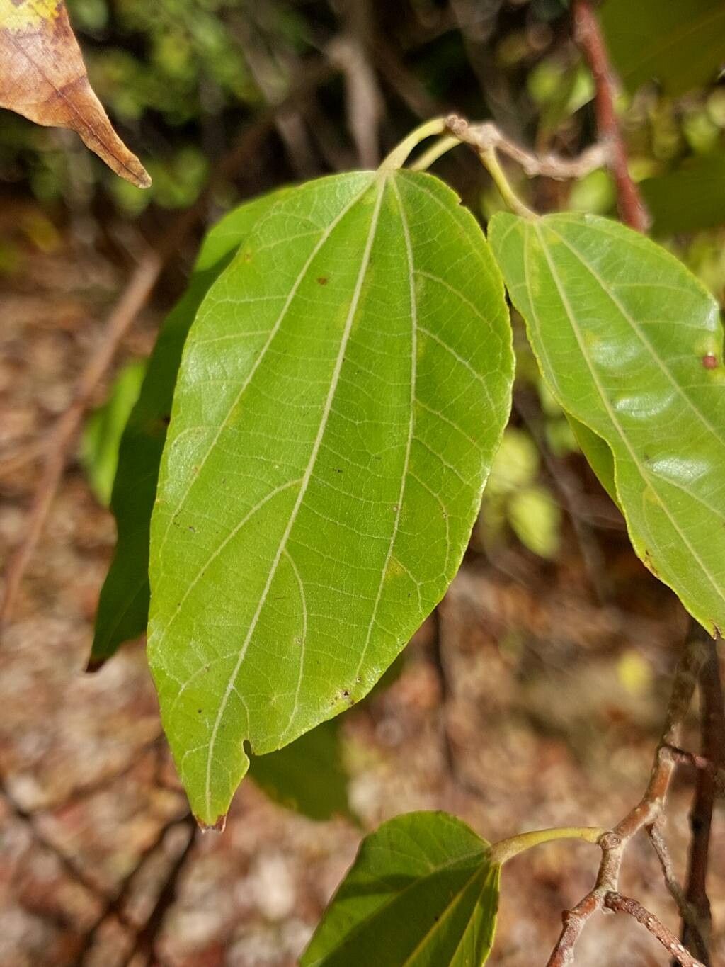 Grewia sambiranensis — houseplant care guide