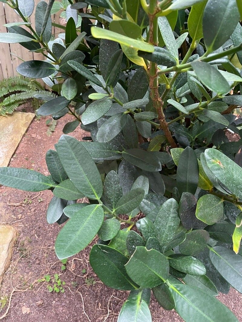 Garcinia subelliptica leaf