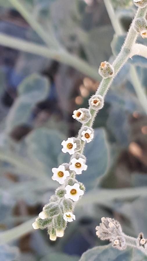 Heliotropium calcareum flower