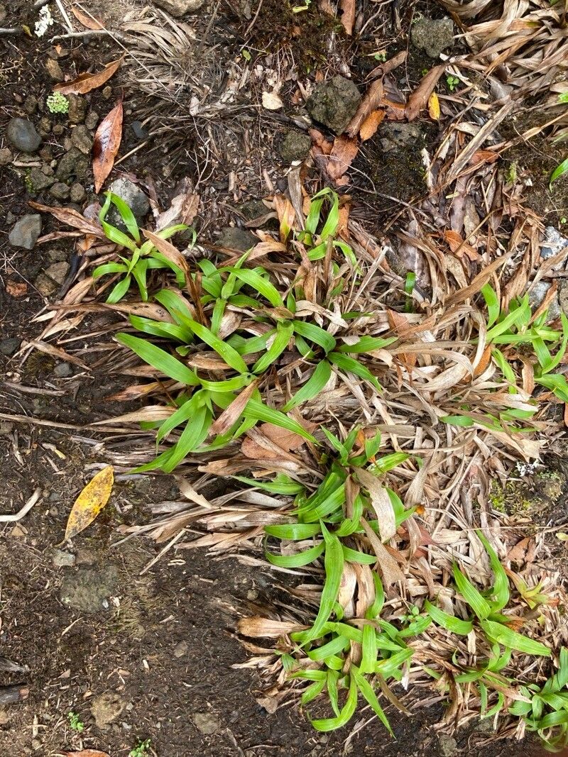 Luzula canariensis leaf