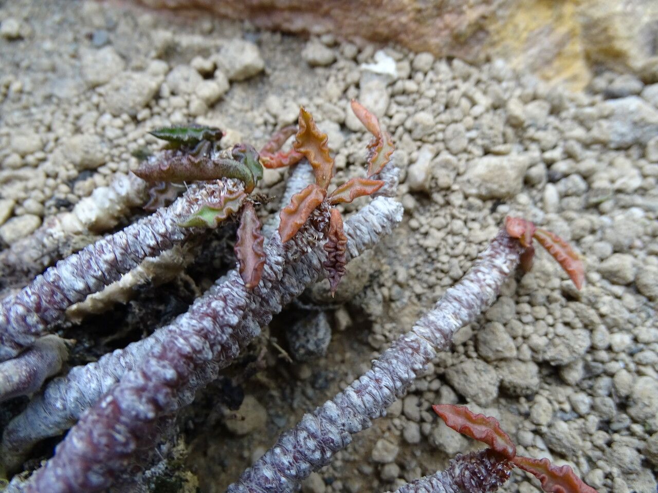 Euphorbia boiteaui leaf