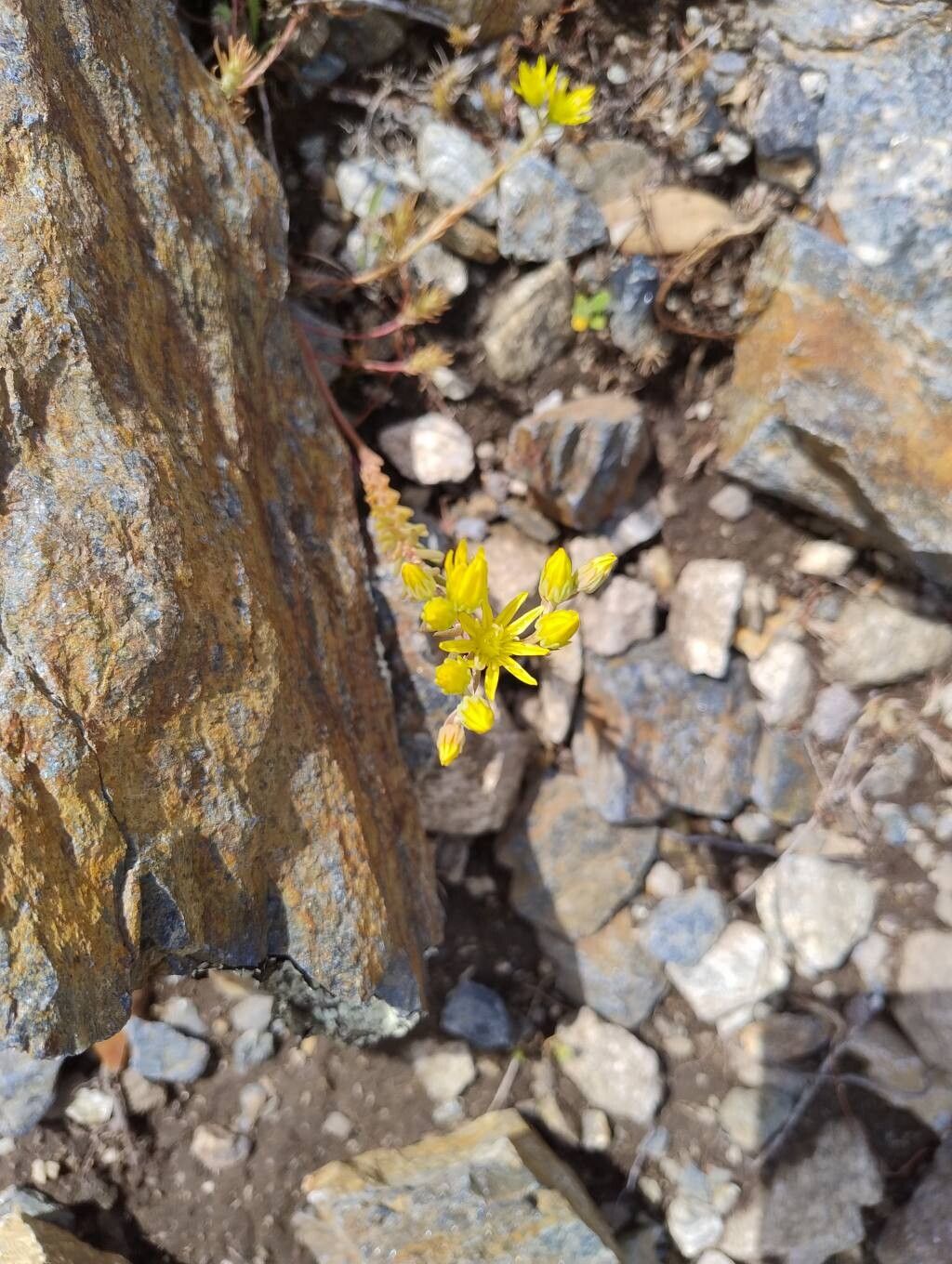 Petrosedum tenuifolium — houseplant care guide