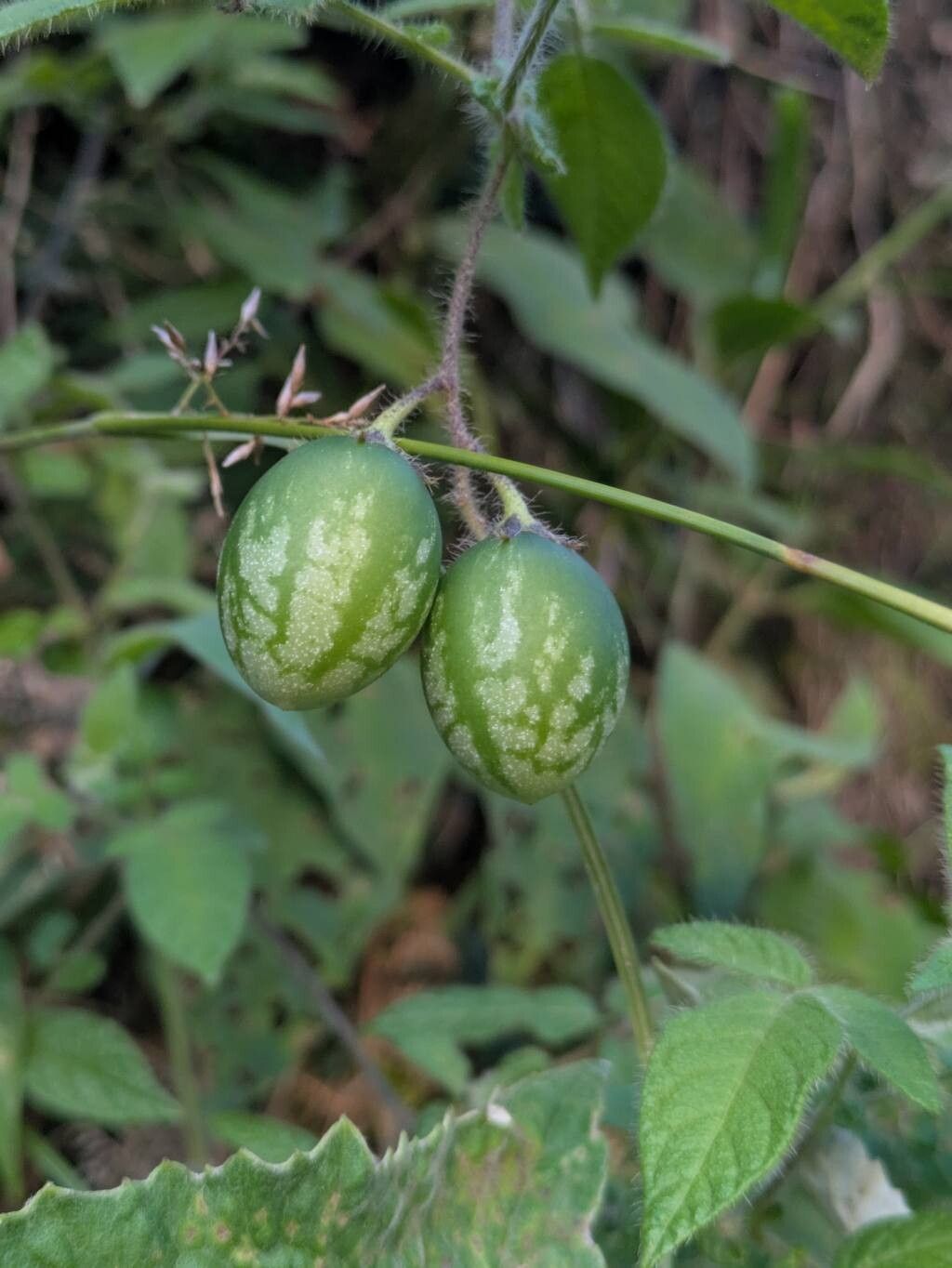 Solanum caripense fruit