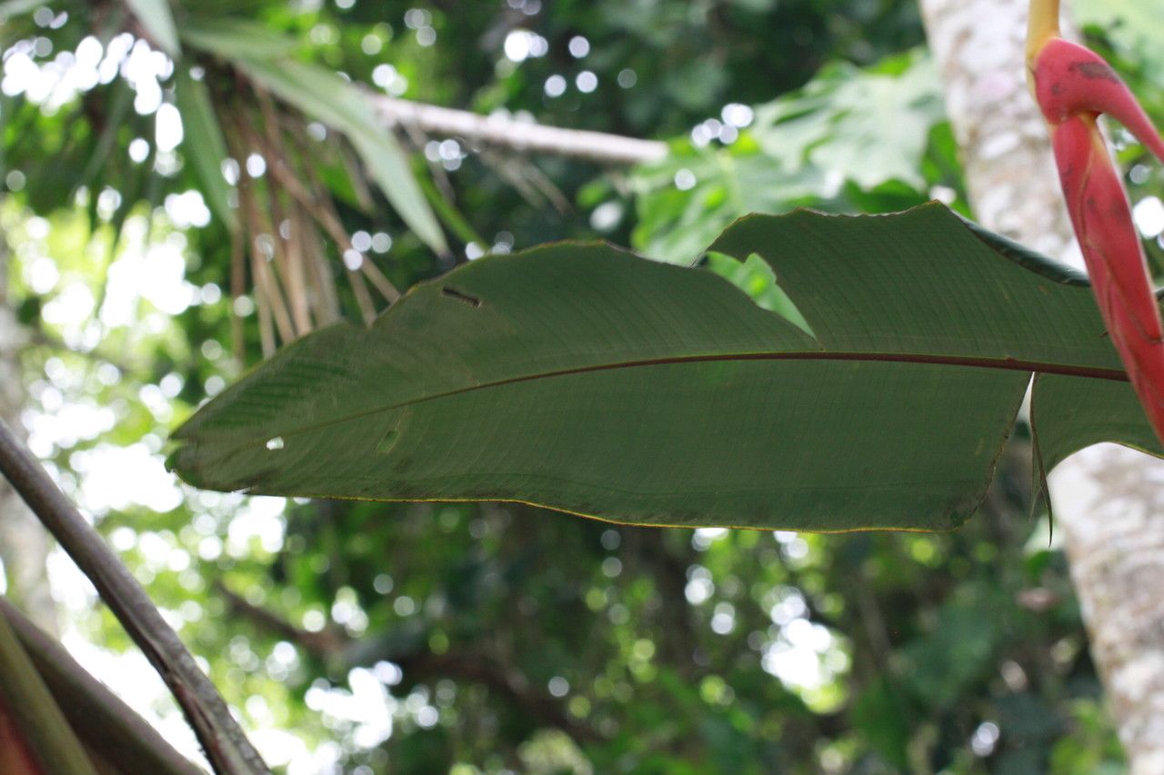 Heliconia longa leaf