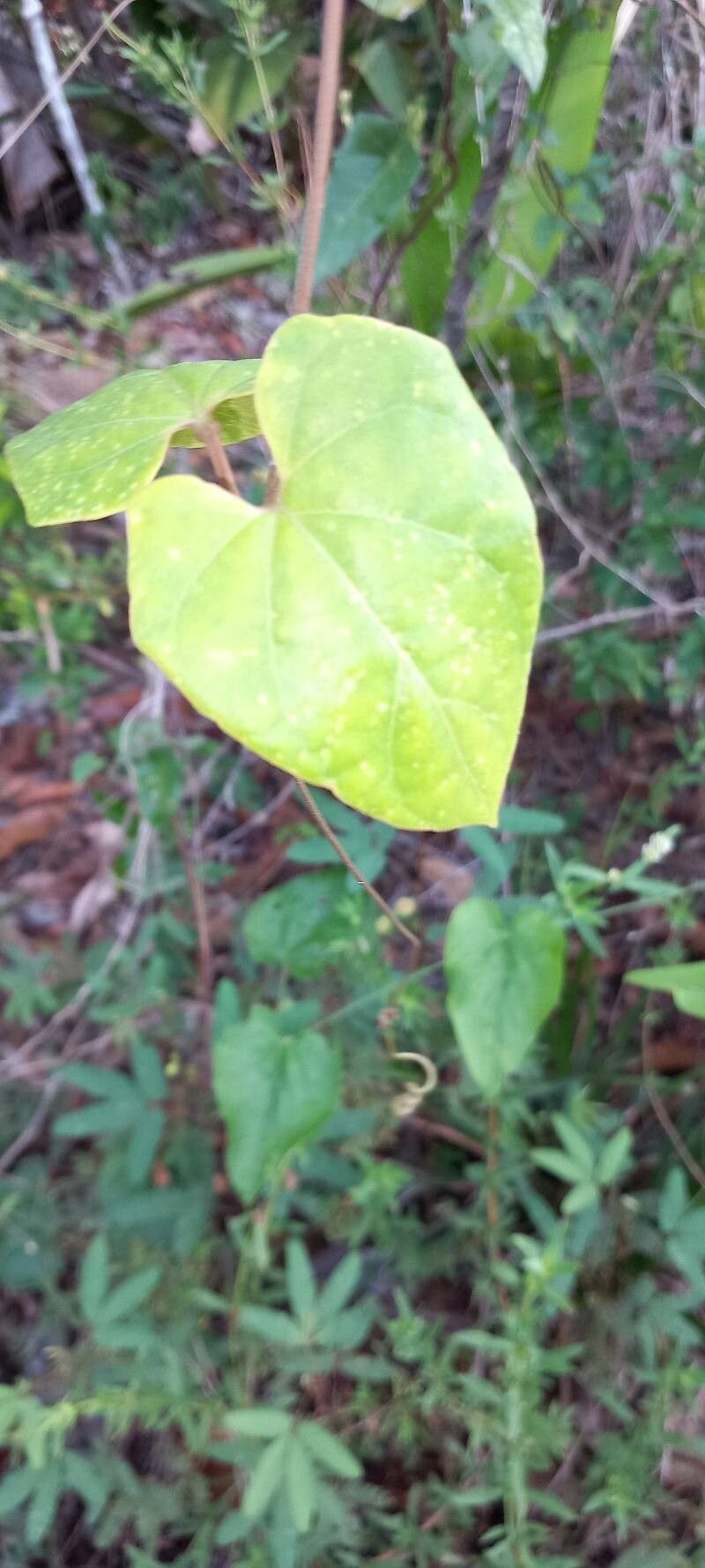 Stigmaphyllon sinuatum — houseplant care guide