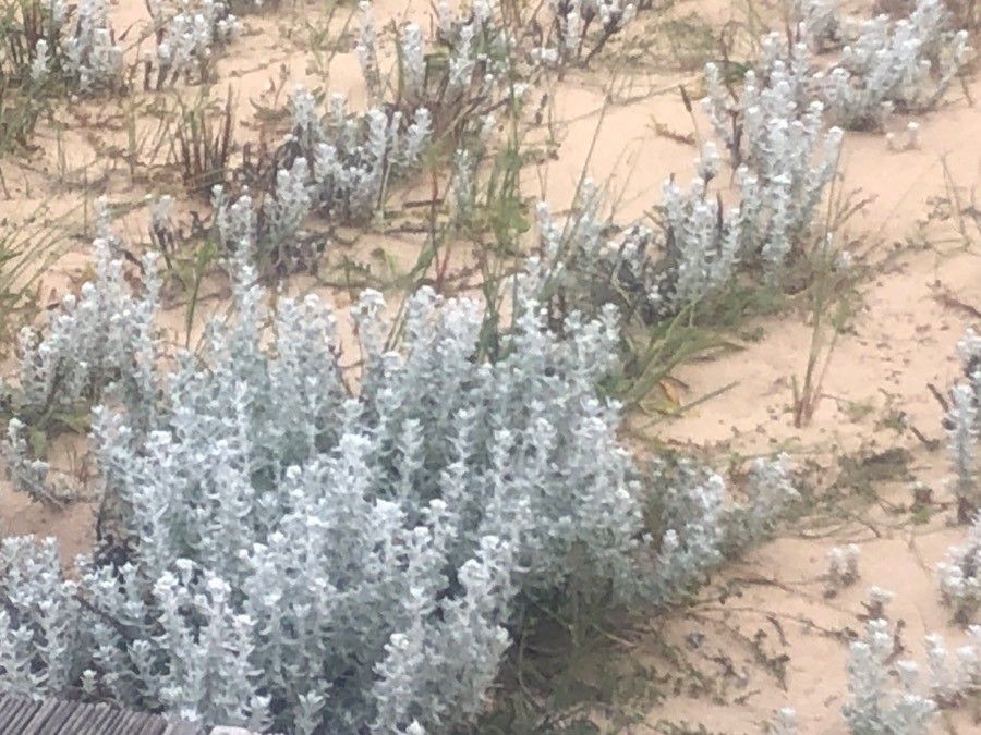 Achillea maritima leaf