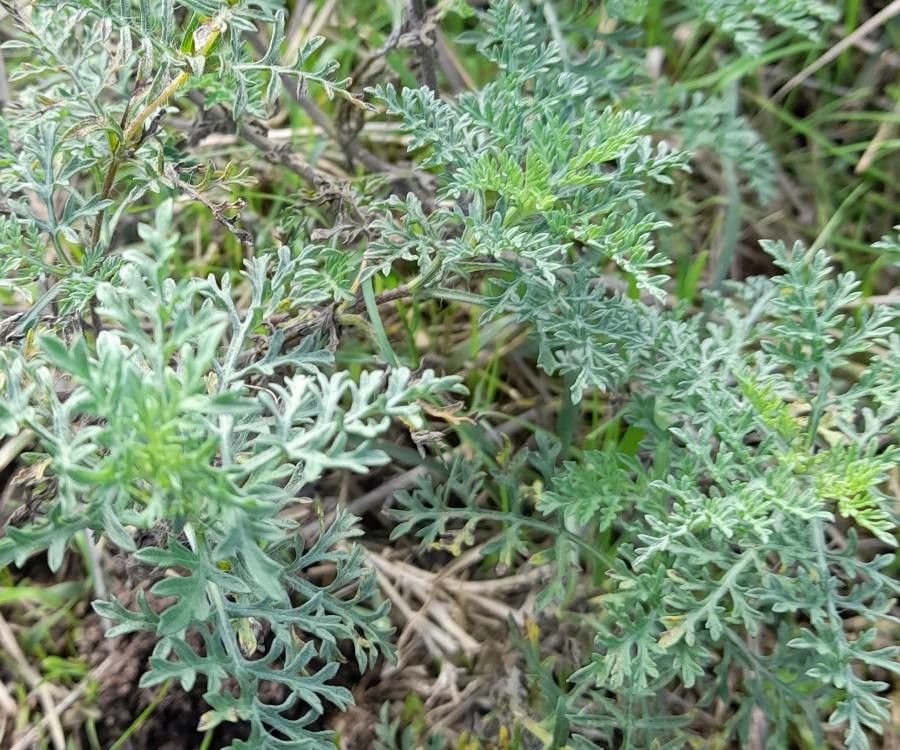 Ambrosia tenuifolia — houseplant care guide