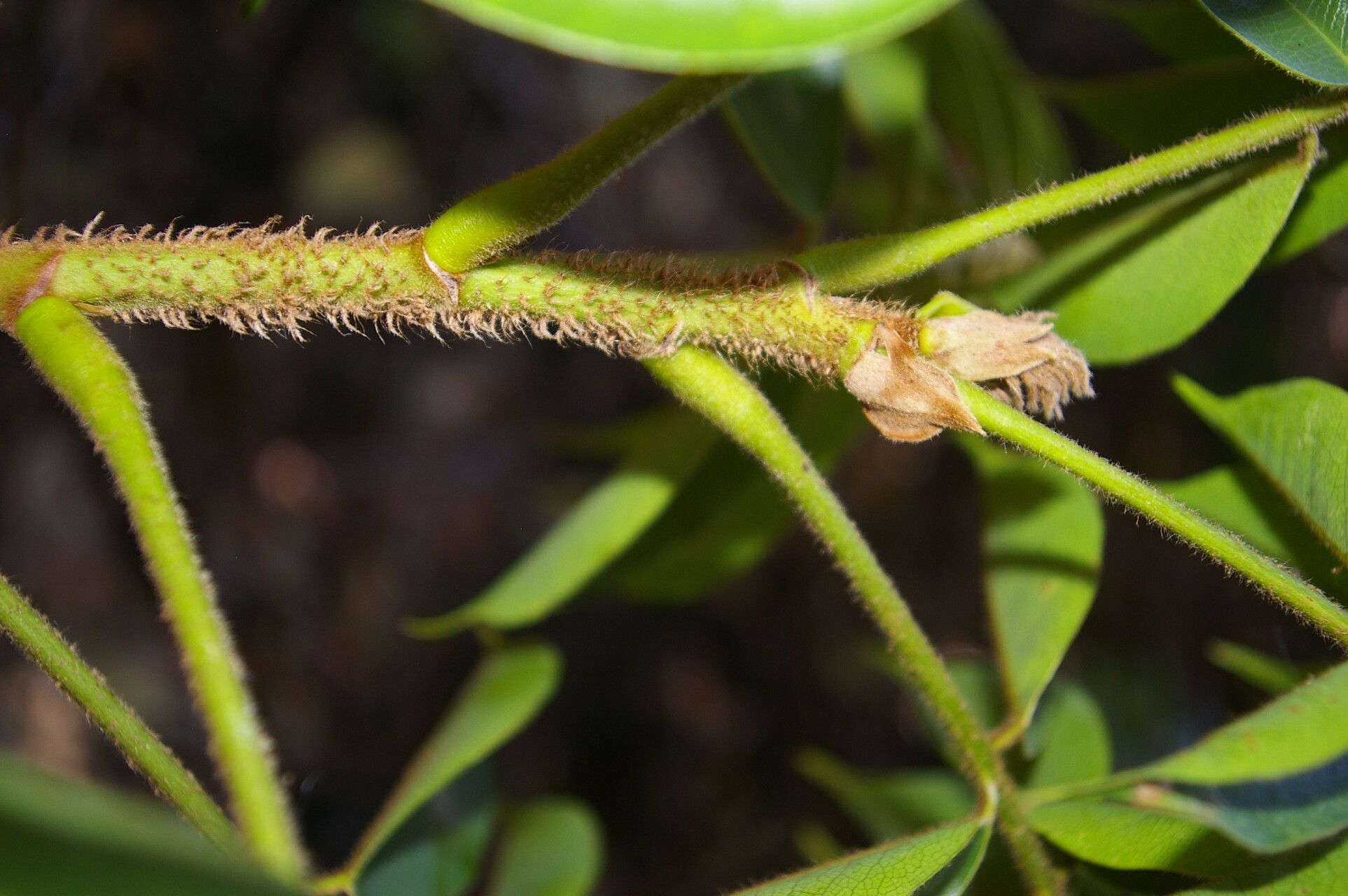 Machaerium kegelii — houseplant care guide