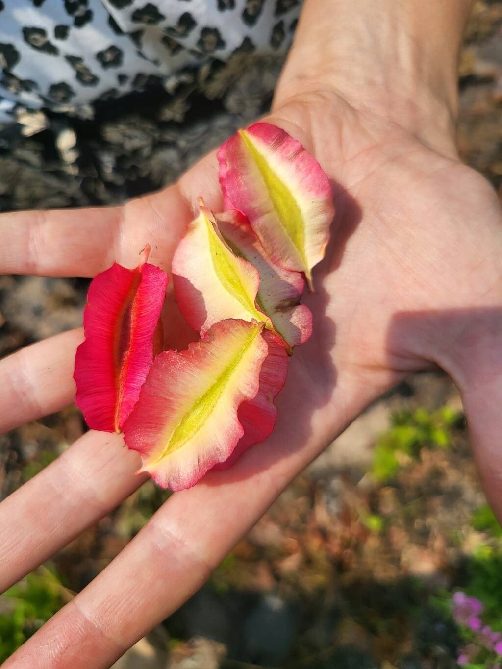 Combretum sericeum flower