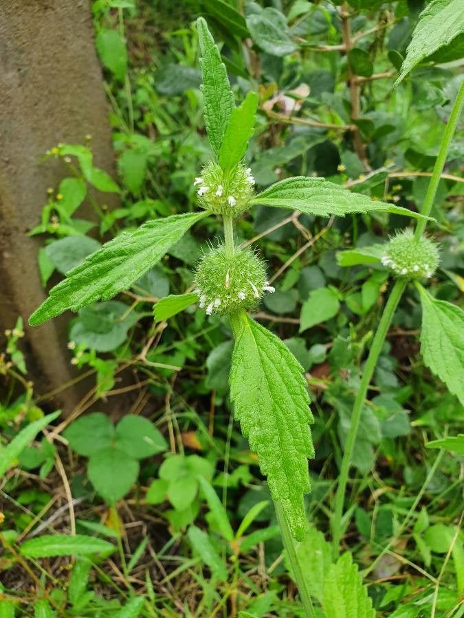 Leucas urticifolia habit