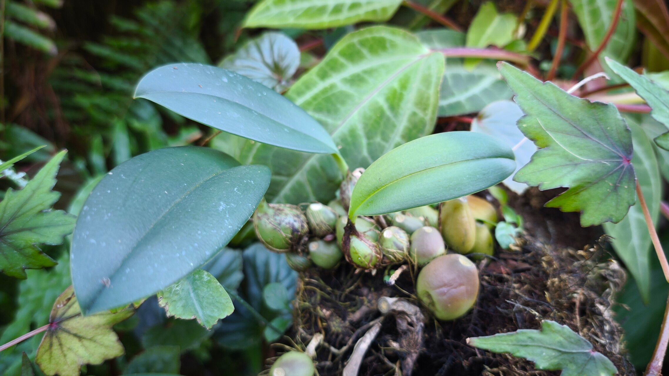 Bulbophyllum macranthum — houseplant care guide