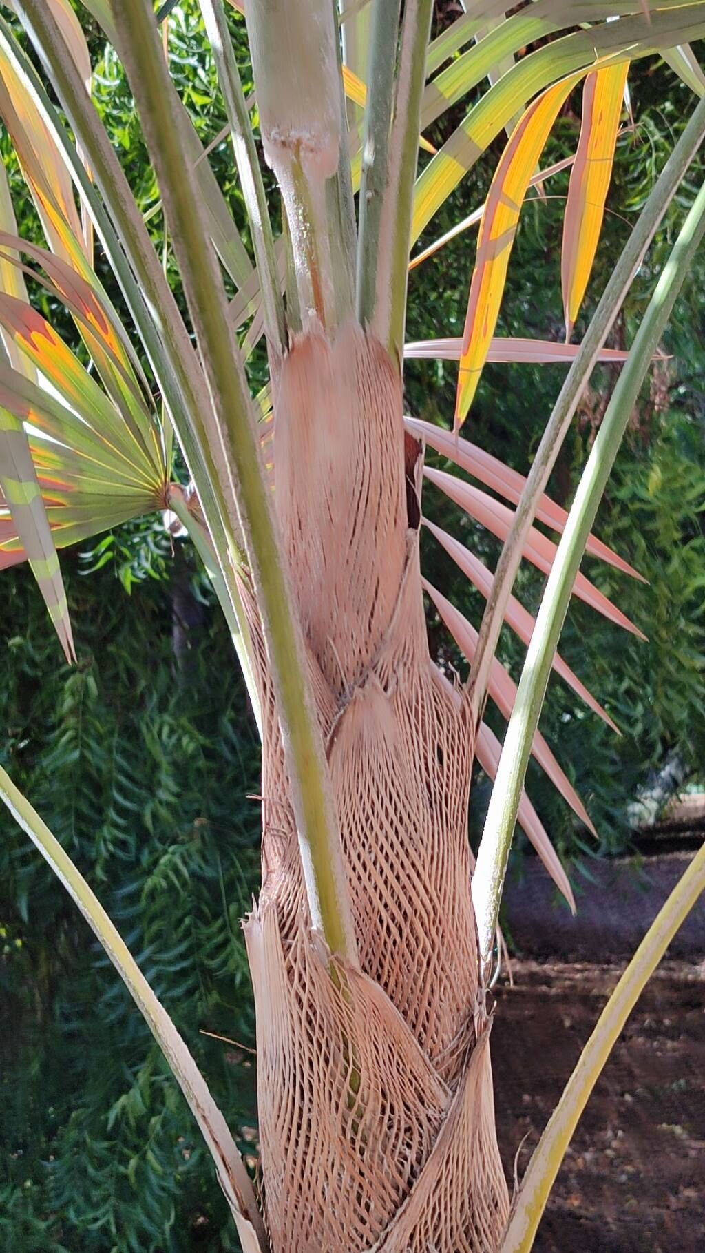 Coccothrinax pauciramosa bark