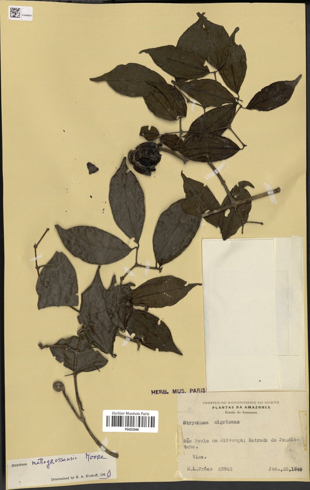 Strychnos mattogrossensis fruit