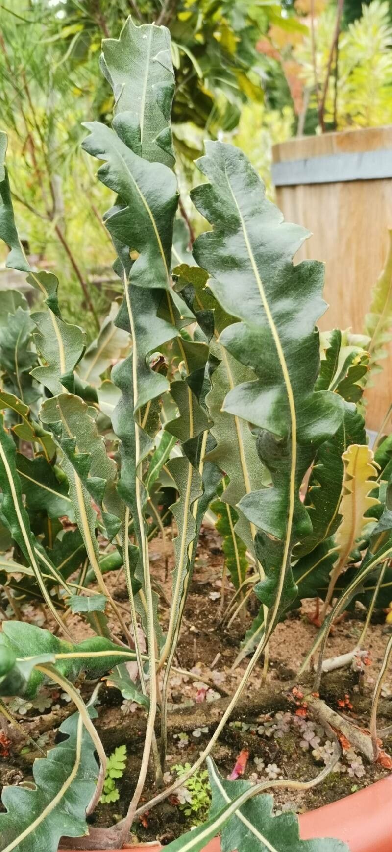 Banksia gardneri habit