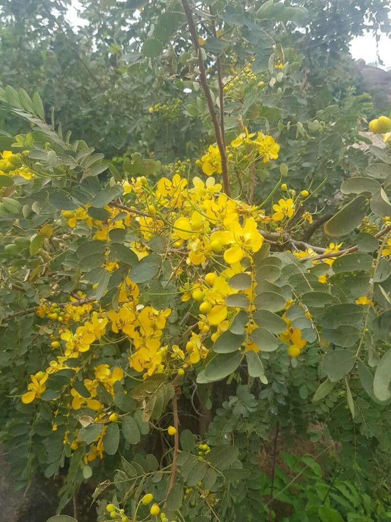 Senna singueana — search result for 'Cassia'