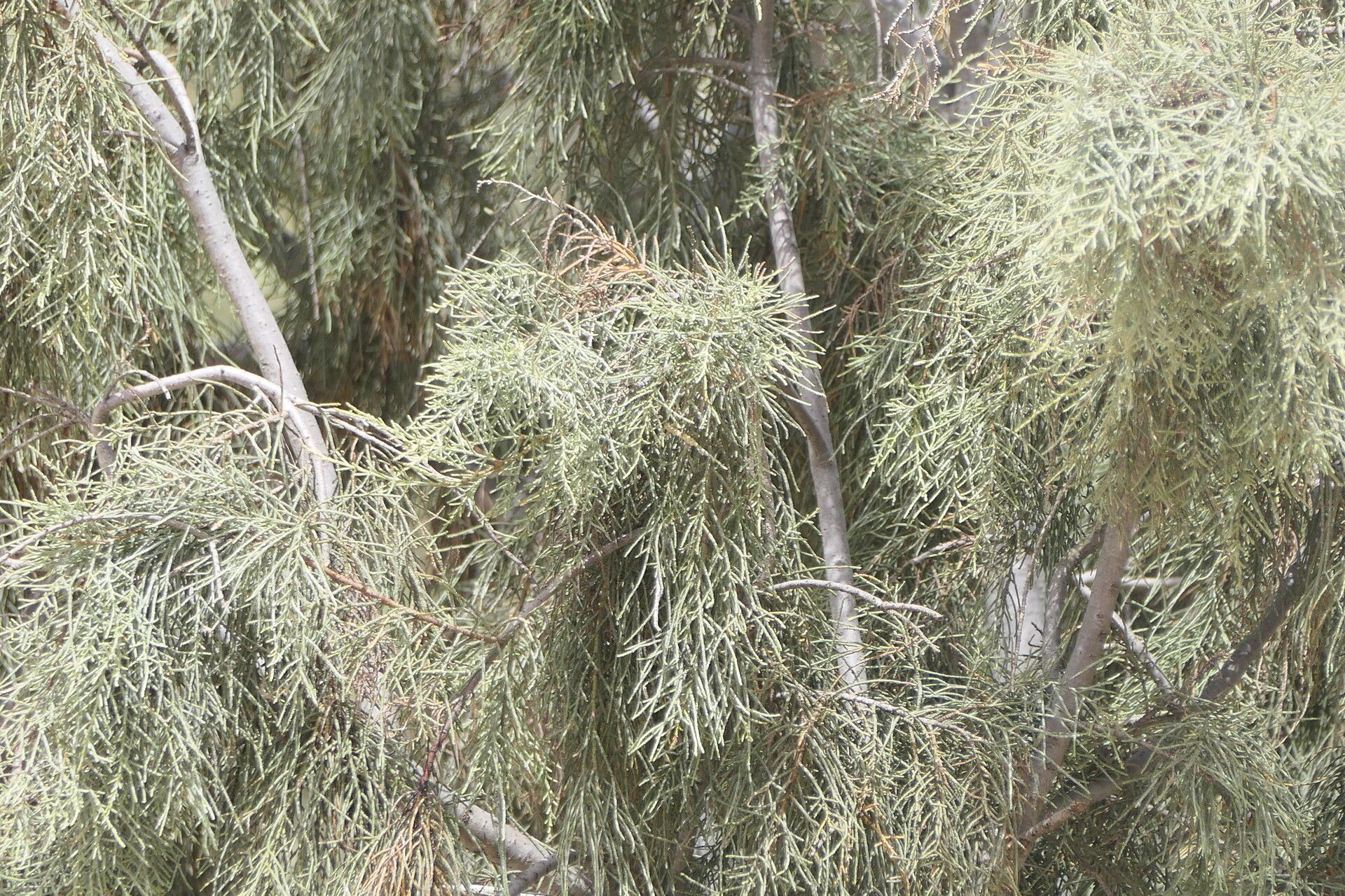 Tamarix usneoides leaf