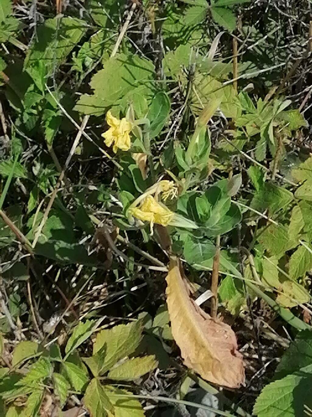 Oenothera laciniata flower
