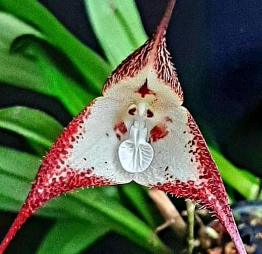 Dracula simia flower