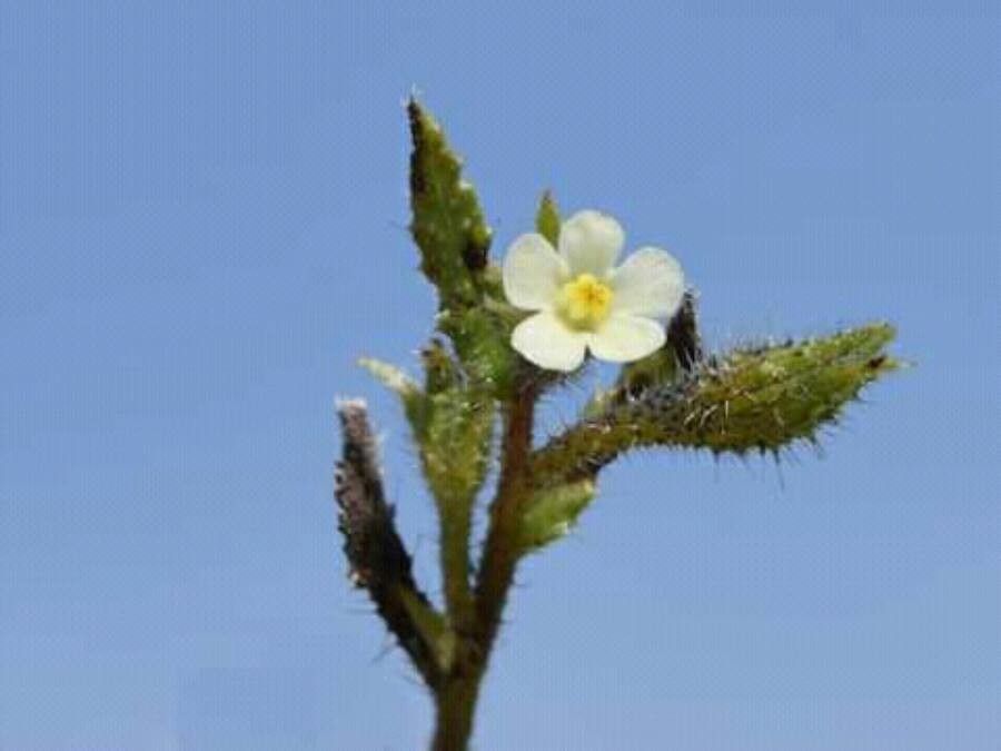 Anchusa aegyptiaca flower