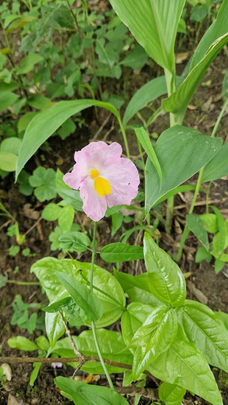 Siphonochilus kirkii flower