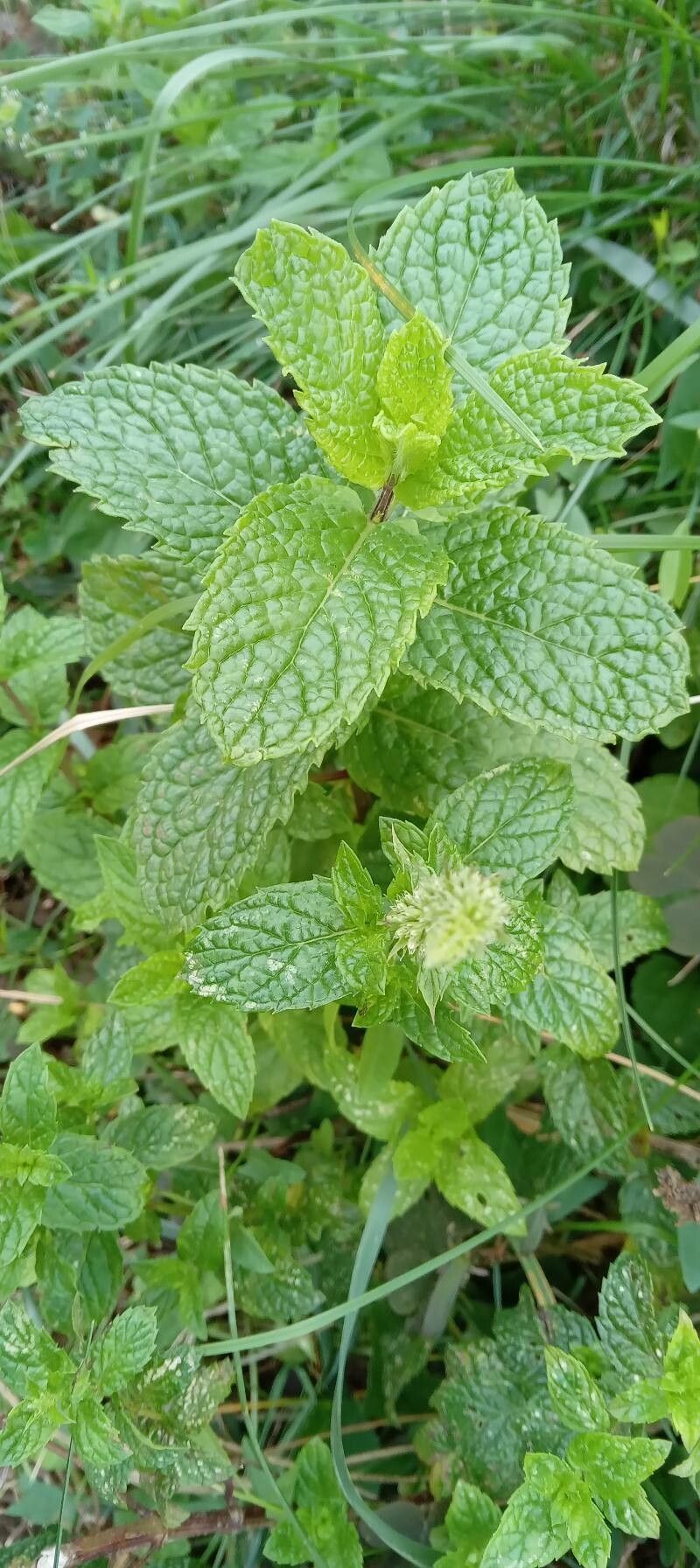 Mentha × rotundifolia — search result for 'Perennial herb'