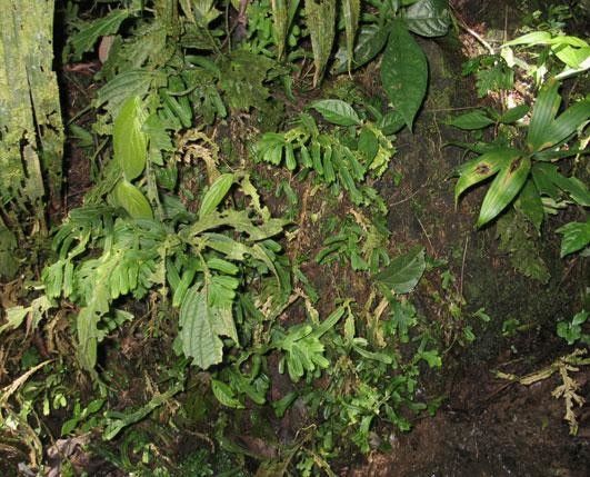 Selaginella bombycina habit