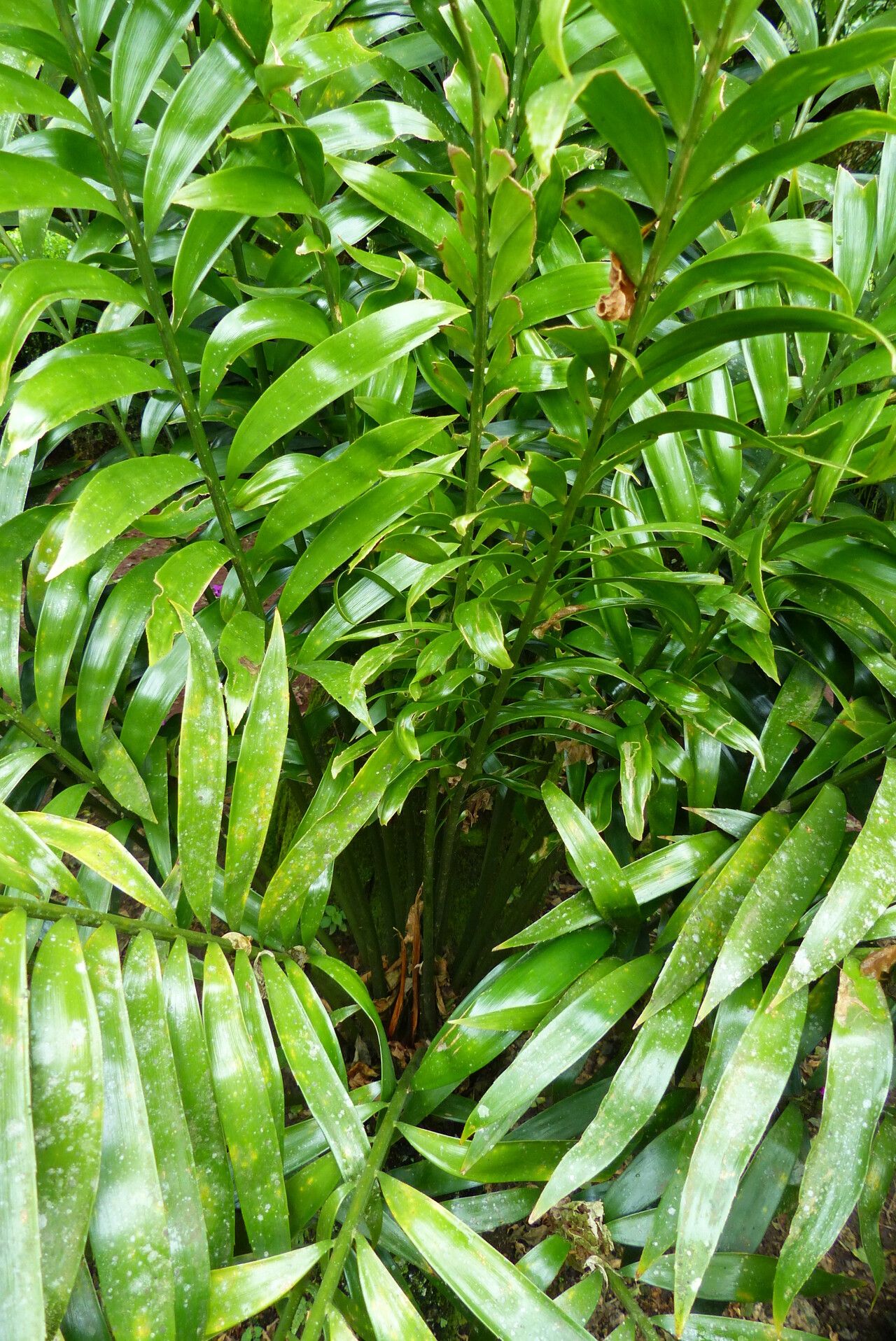Zamia elegantissima leaf