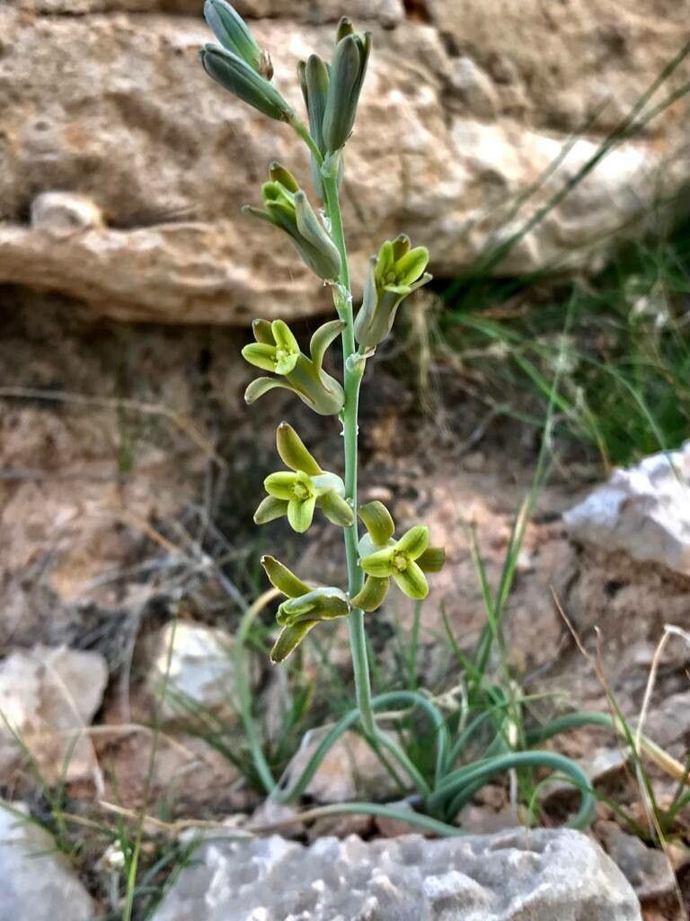 Dipcadi susianum flower